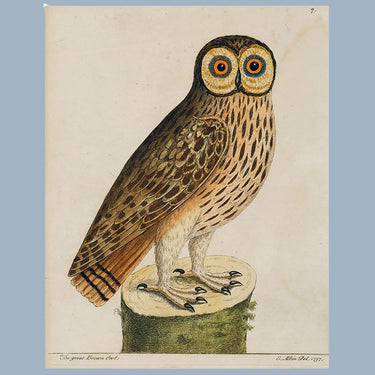 John Derian 11 x 14" Tray - Great Brown Owl