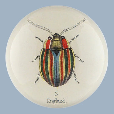 John Derian Dome Paperweight - English Bug