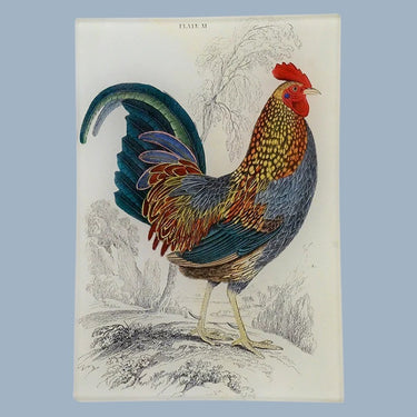 John Derian Mini Tray - Gallus Sonnerati